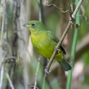 170416 Painted Bunting - CSS 1675