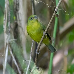 170416 Painted Bunting - CSS 1676