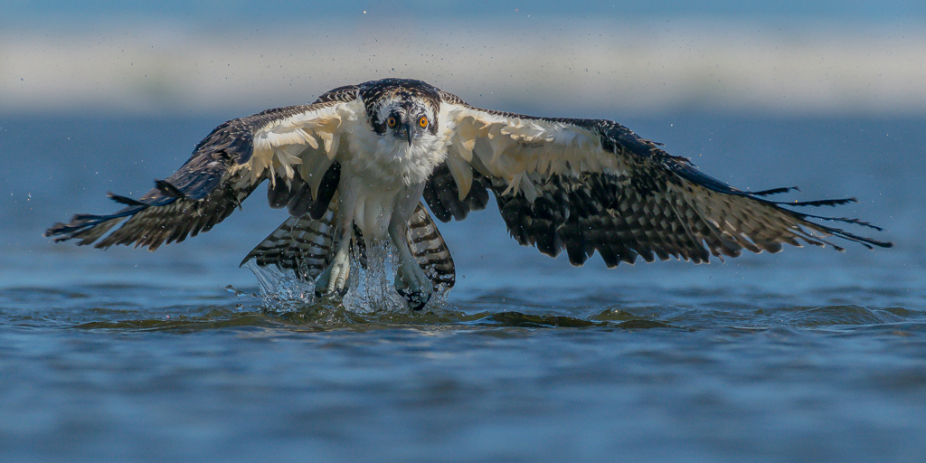 predator-predatory-birds-of-florida