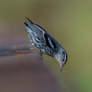170917 Black and white Warbler - BRS 5766