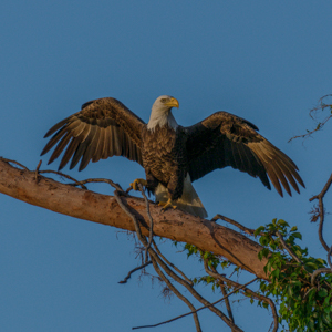 171121 Bald Eagle - MI 5632