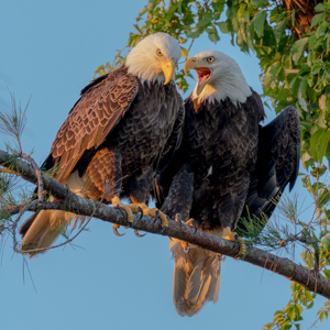 171201 Bald Eagle - MI 5031