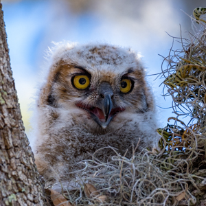 180218 Great Horned Owl - TPA 3024