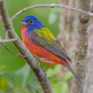 180331 Painted Bunting - CSS 4350 300x300