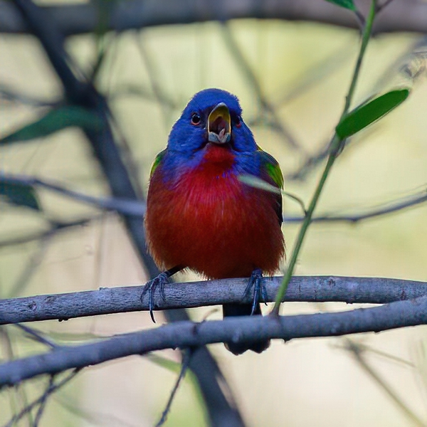 170210 Indigo Bunting - CSS 007-d 600x600