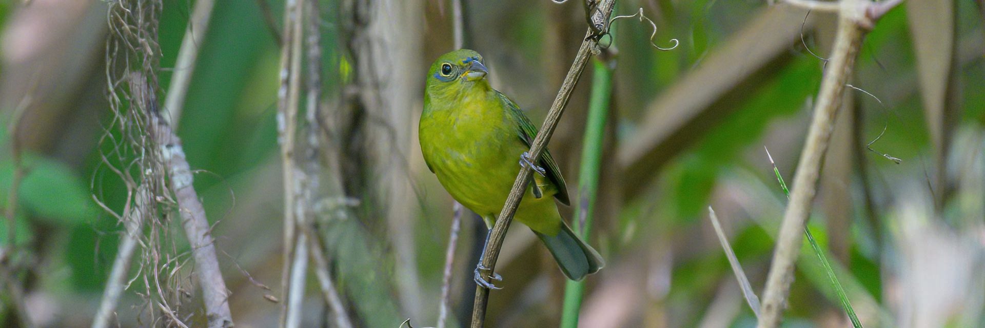 170416 Painted Bunting - CSS 1676- 1920x640